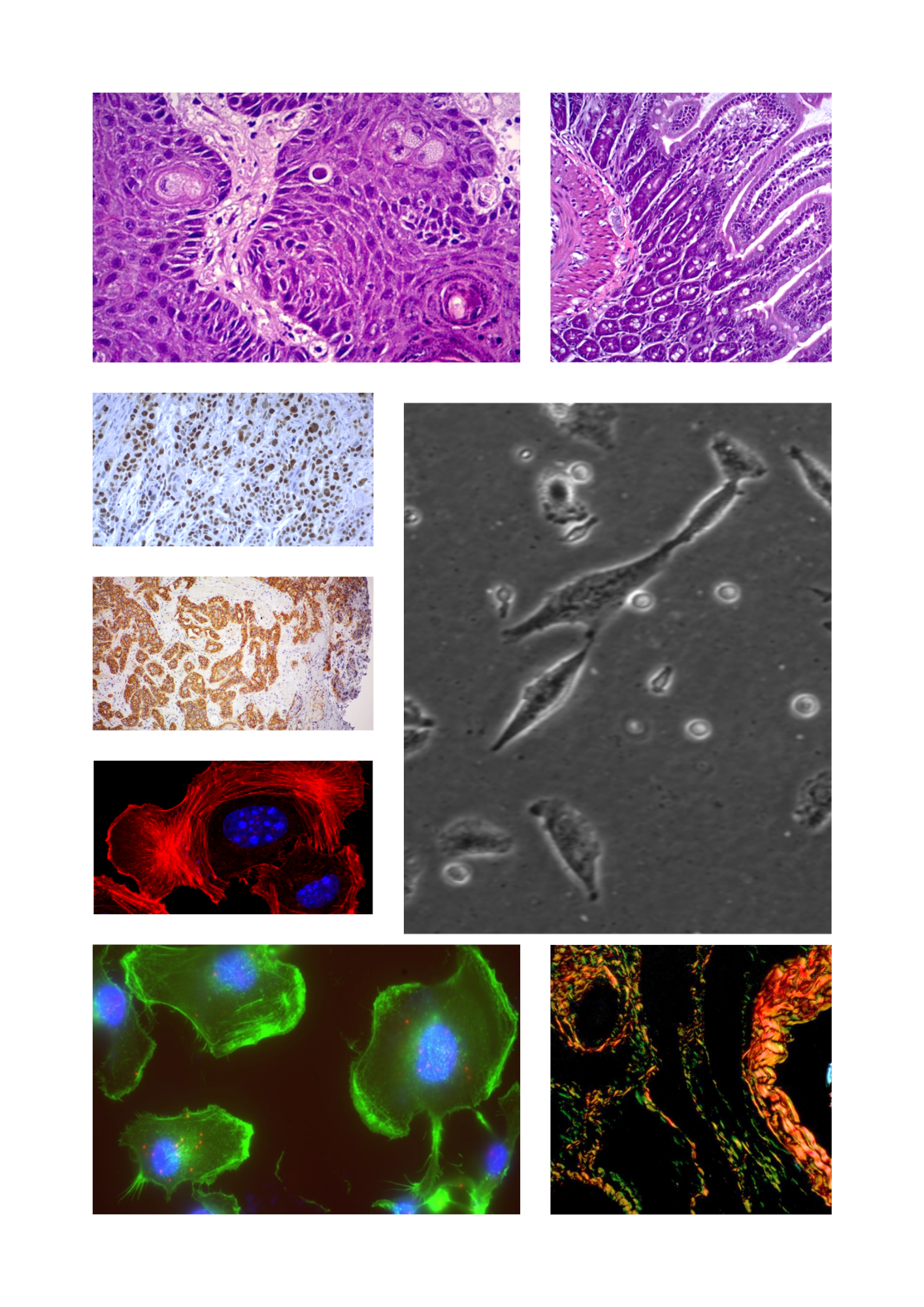 Cell